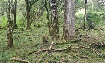 Imagem 7: Urubici- Serra Catarinense - Sitio 20.000 m²