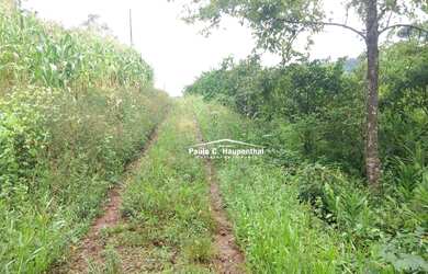 Imagem 6: Sitio com 9 hechtares, aceitamos carros, própria para plantio de parreiral, muito fértil