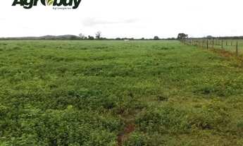 Imagem 3: Fazenda Com 195 Alqueires no Município de Peixe Região da Lagoa do Romão