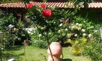 Imagem 5: Vendo sítio em brejetuba