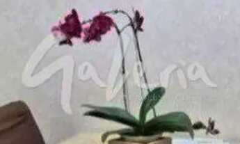 Imagem 4: Apartamento à venda - 2 quartos - Boa Vista - São Caetano Do Sul