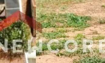 Imagem 6: Lote em Rua Siqueira Campos - Centro - Pirassununga/SP