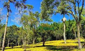 Imagem 3: Sítio de 3 hectares em Morungava