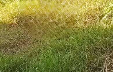 Imagem 6: Lote à Venda no Bairro São Cosme Belo Horizonte