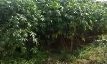 Imagem 4: FAZENDA IPIRA 109 TAREFAS OPORTUNIDADE 280