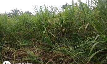 Imagem 7: Terra Timbiras/ Codo