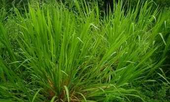 Imagem 13: Vendo uma colônia de 632 hectares, com 35 hectares de pasto mais 40 hectare