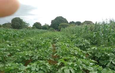 Imagem 3: Chácara INCRA nove 1 hectare com casa de 1° R$:490 mil