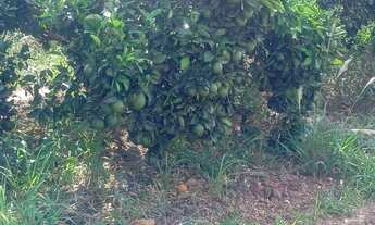 Imagem: Sítio de laranja em Estância
