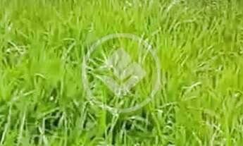 Imagem 3: 2 LOTES codigo: 265573