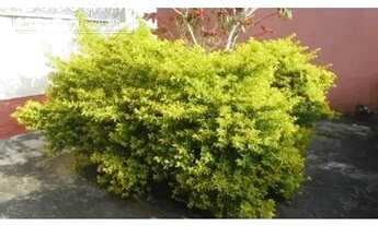 Imagem 2: Casa a venda - Vila Camilópolis, Santo André