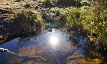 Imagem 4: Fazenda de Eucalipto em otica localização