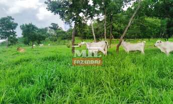 Imagem 3: Fazenda em Crixás-GO. > 54 Alq. (261 Há). Pecuária