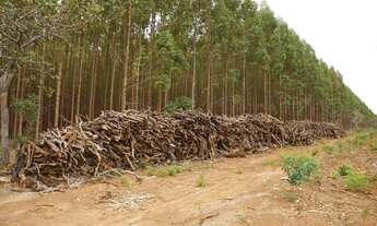 Imagem 6: Fazenda de Eucalipto em otica localização