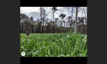 Imagem: Fazenda 300 hectares 11 mil por hectares