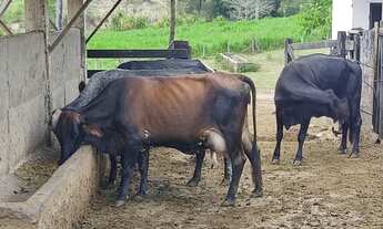 Imagem 3: Fazenda 137 Hectares Toda Formada, Beira do Rio, Cachoeira Dentro, 7Km do Asfalto