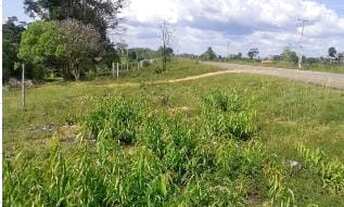 Imagem 4: Terreno com acesso a Cachoeira em Balbina/ Km 62/ Uma propriedade espetacular/ Árvores fru