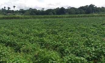 Imagem 2: SITIO NA CIDADE DE SÃO BENEDITO