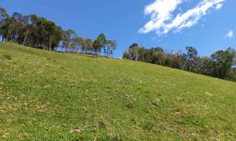 Imagem 6: Lindo sítio com muita água, pastagem, araucárias..