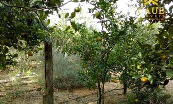 Imagem 3: Sítio com 3 dormitórios e suíte