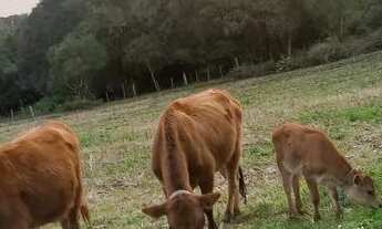 Imagem 6: VENDO CHACARA Chácara com venda por R$380.000