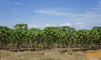 Imagem 3: Fazenda à Venda 16.000 Hectares em Ibó-abare , Bahia projetos de energia solar, refloresta