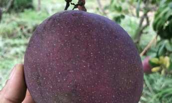 Imagem 5: Vendo Rancho no corumba IV(Agio