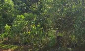 Imagem 4: Terrenos para Chácara de 2500m² - Ótima Localização e Preço Abaixo do Mercado