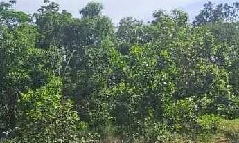 Imagem 6: Terrenos para Chácara de 2500m² - Ótima Localização e Preço Abaixo do Mercado