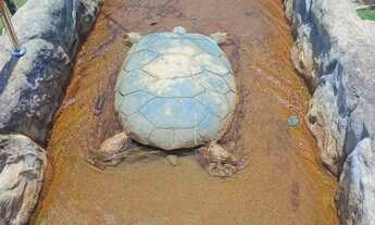 Imagem 7: Terreno 20x50 (1.000m²) Cond. Fazenda km19 AM 070