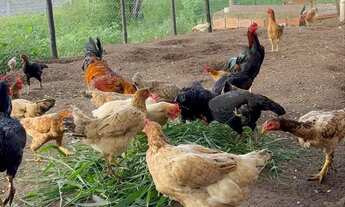 Imagem 7: Chácara a 8km de Feira