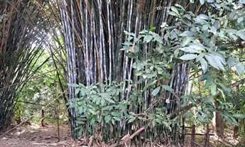 Imagem 2: Terrenos 20.000m2 em BALDIM