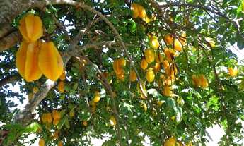 Imagem 4: Chácara de 3,5 Alqueires em Guapirama PR