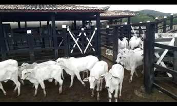 Imagem: R$ 4.500.000 Fazenda em Marcionílio Souza