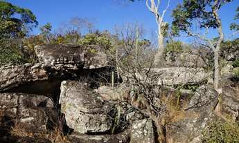 Imagem 3: Fazenda de Eucalipto em otica localização