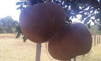 Imagem 3: Fazenda de 96,80 hectares - Município de Flores Goiás