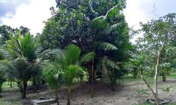 Imagem 4: Sítio no KM 26 da AM 010, bom para viveiro de peixe