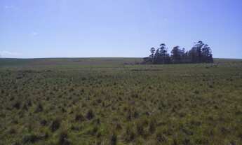 Imagem 6: Campo nativo de 76,5 ha em Capão do Cipó