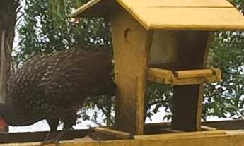Imagem 15: Lotes URBANOS para venda tem 1800 metros quadrados em Zona URBANA - Capitólio - MG