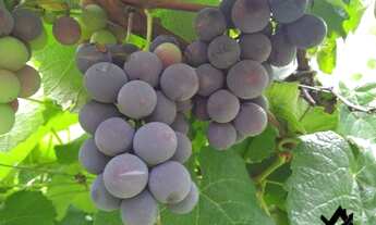 Imagem 2: Chácara a venda em Cocalzinho Condomínio Parque das Águas com area de lazer...