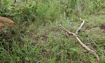 Imagem 2: Vendo uma fazenda no municipio de conceiçao do tocantins