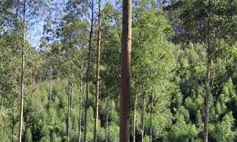 Imagem 4: EF - Pesque à Vontade: Terreno para Chácara com Lago em Mairinque à Venda