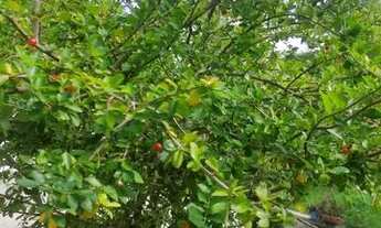 Imagem 5: Vendo sítio Timon Campo Grande