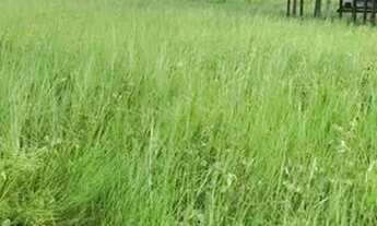 Imagem 2: Vendo chácara em tartaurugalzinho