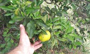 Imagem 4: SITIO NA CIDADE DE SÃO BENEDITO