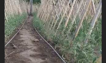 Imagem 6: Fazendinha Produtiva !!!Aceita caminhão ,Veículo,chácara ,imóvel urbano.