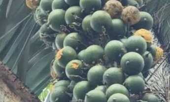 Imagem 6: Sitio tarumã açu