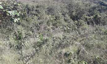Imagem 2: Chácara de 20 Hectares na beira da BR-130 no capão da onça