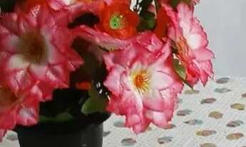 Imagem 6: Casa no anjo da guarda