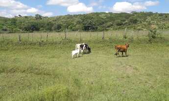 Imagem 7: Vendo Fazenda Com 60 Tarefa em Crato